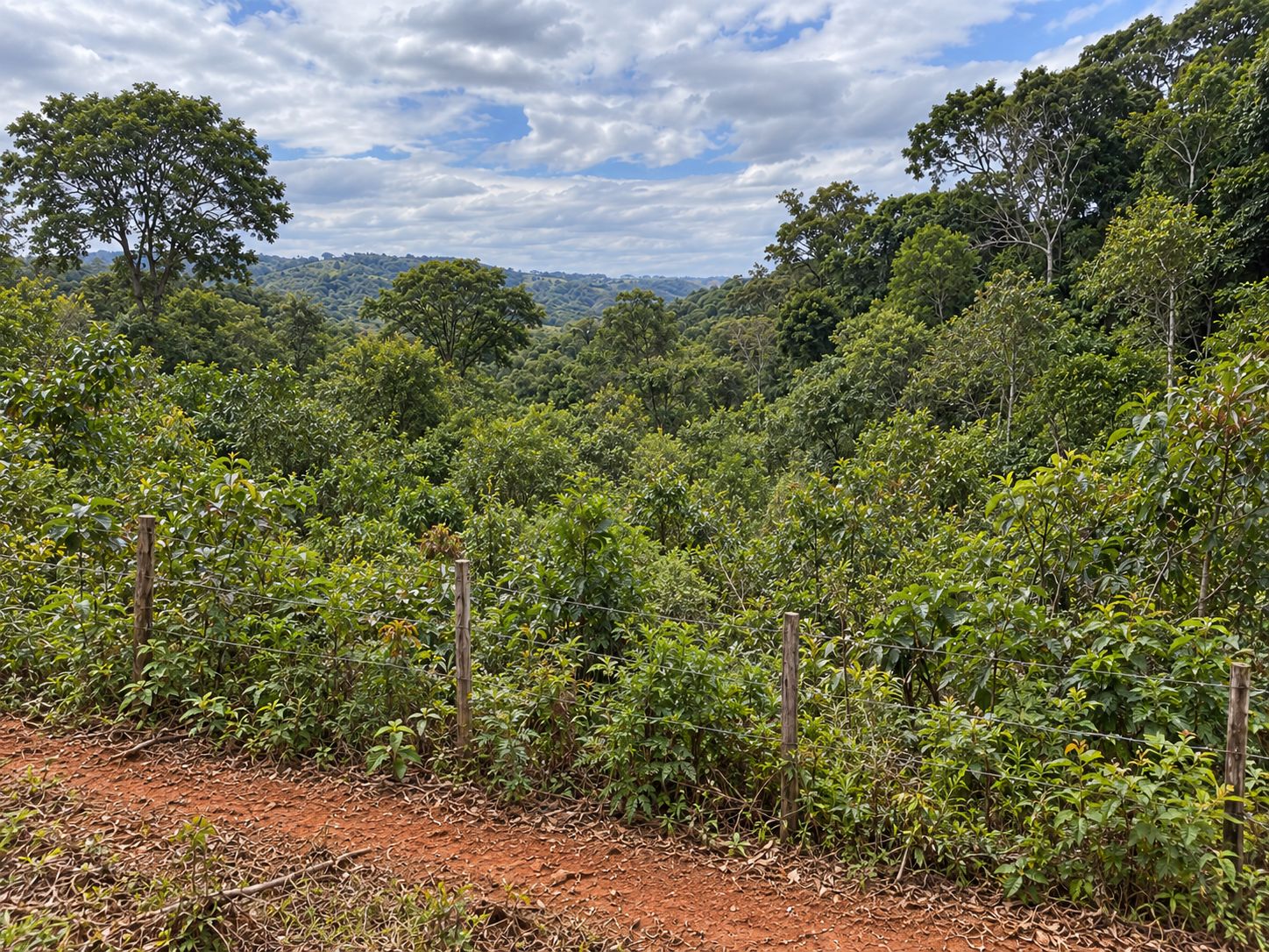 Simulação da mesma paisagem com floresta nativa jovem de Mata Atlântica, cercada e com aceiro